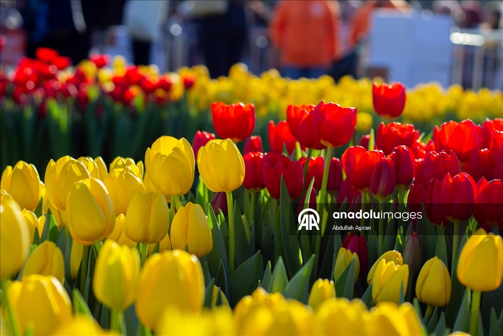 Hollanda’da "Ulusal Lale Günü" etkinliği
