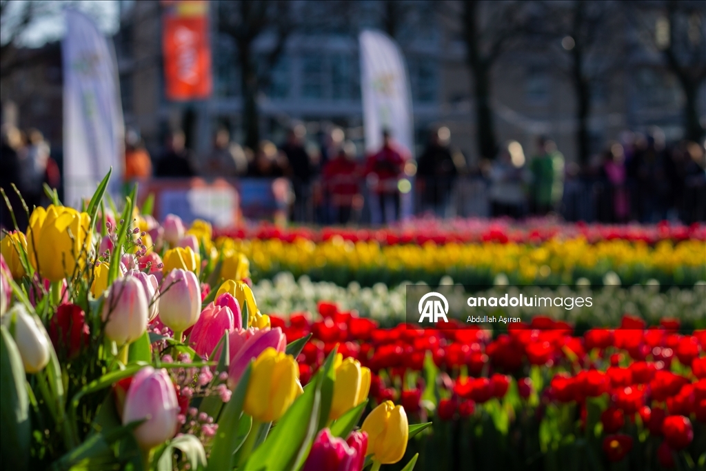 Hollanda’da "Ulusal Lale Günü" etkinliği
