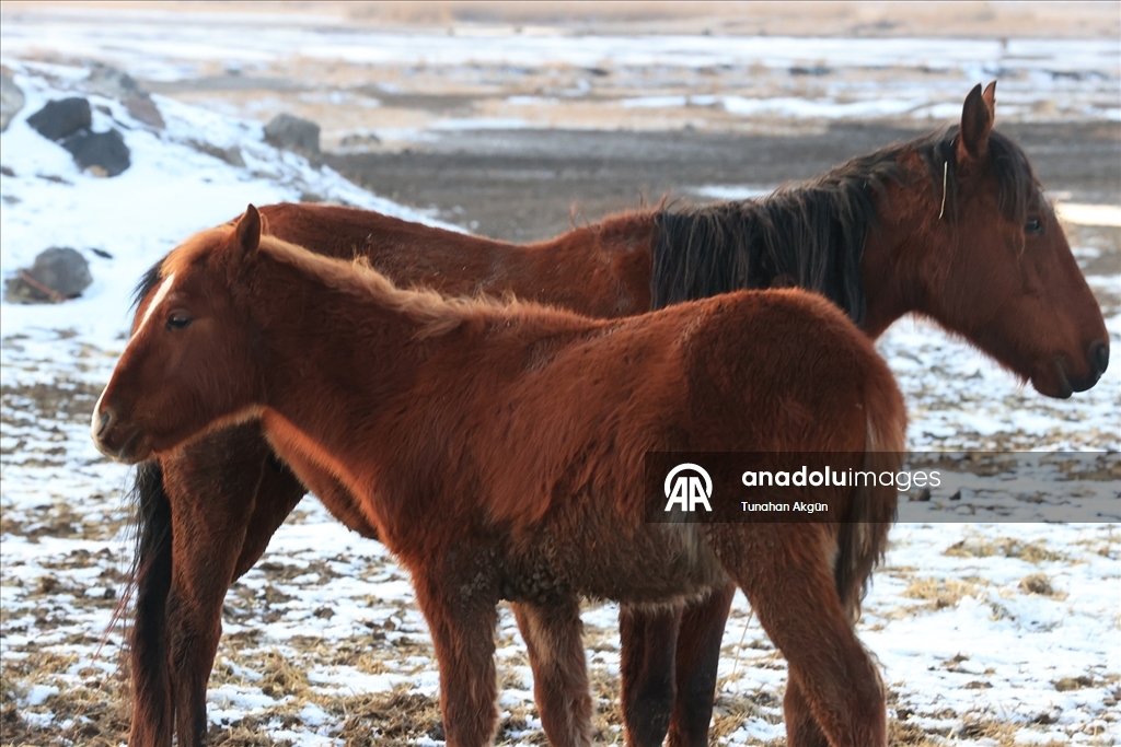 Hürmetçi Sazlığı'ndaki yılkı atları gün batımında dronla görüntülendi