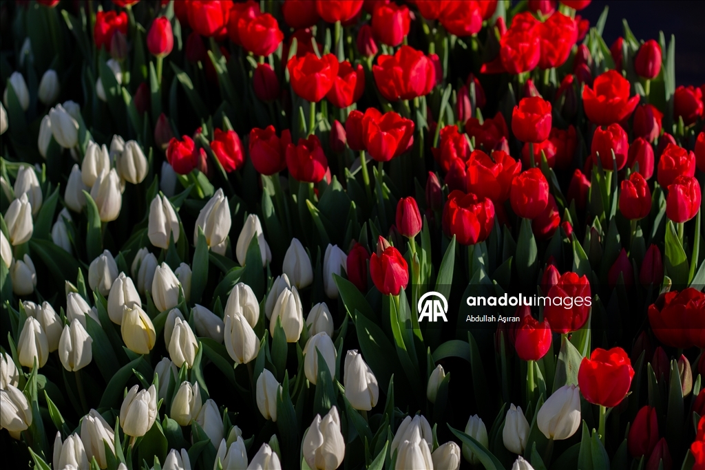 Hollanda’da "Ulusal Lale Günü" etkinliği