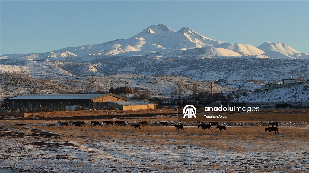 Hürmetçi Sazlığı'ndaki yılkı atları gün batımında dronla görüntülendi