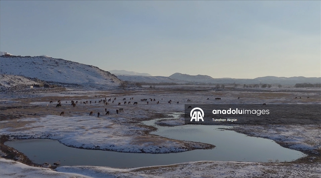 Hürmetçi Sazlığı'ndaki yılkı atları gün batımında dronla görüntülendi