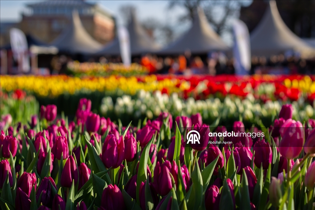 Hollanda’da "Ulusal Lale Günü" etkinliği