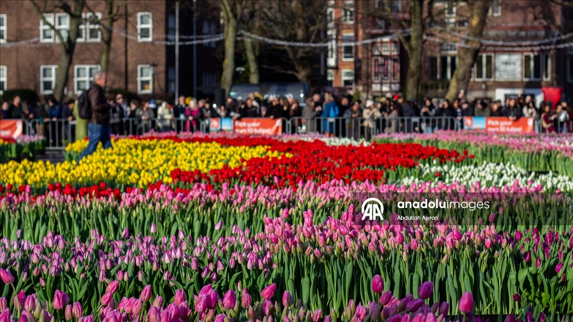 Hollanda’da "Ulusal Lale Günü" etkinliği