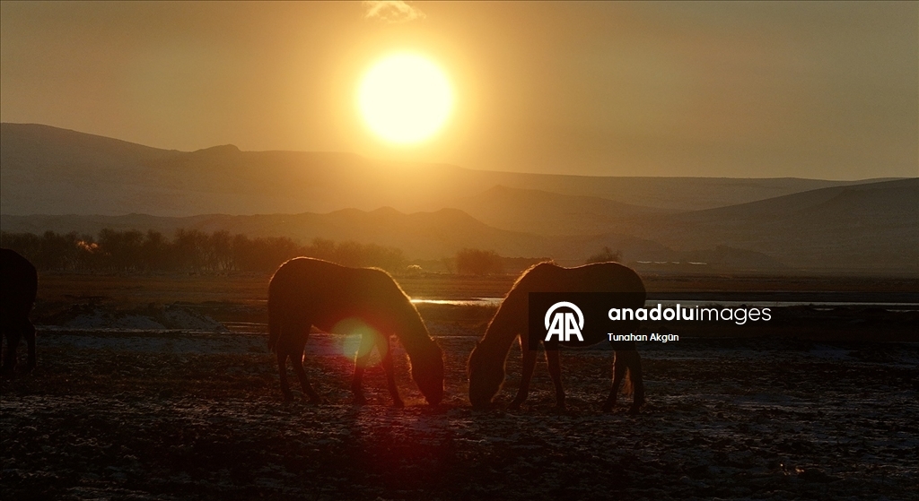 Hürmetçi Sazlığı'ndaki yılkı atları gün batımında dronla görüntülendi