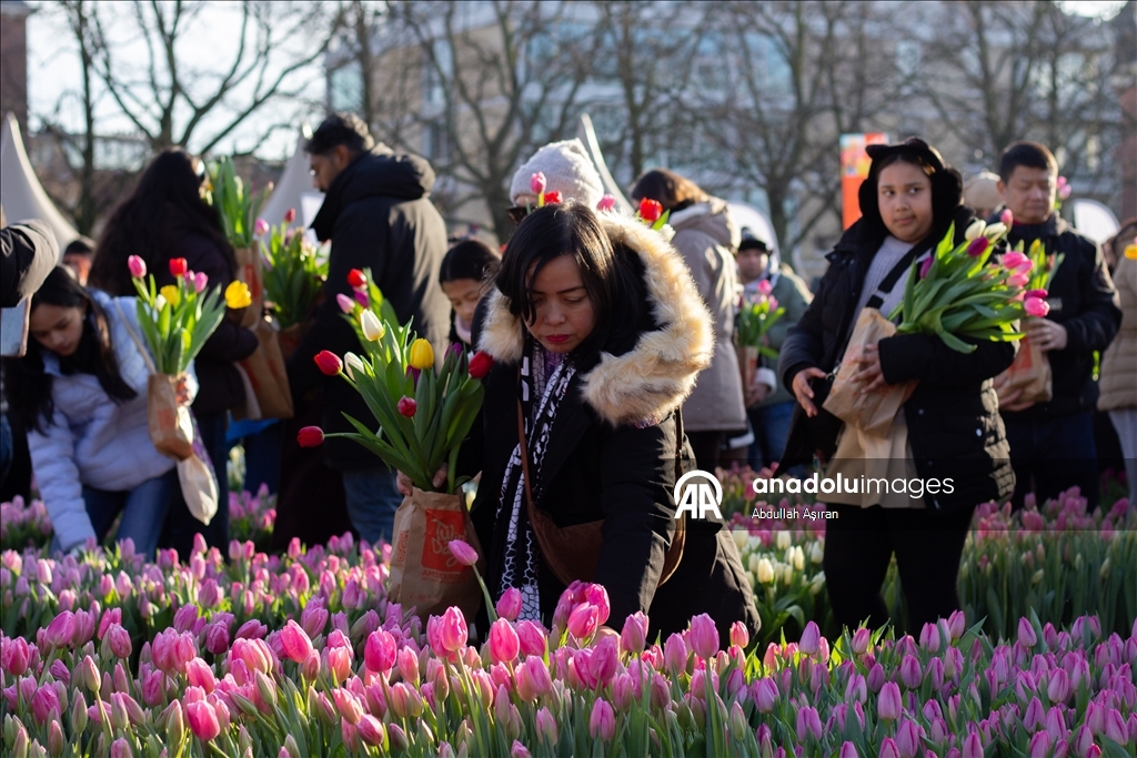 Hollanda’da "Ulusal Lale Günü" etkinliği