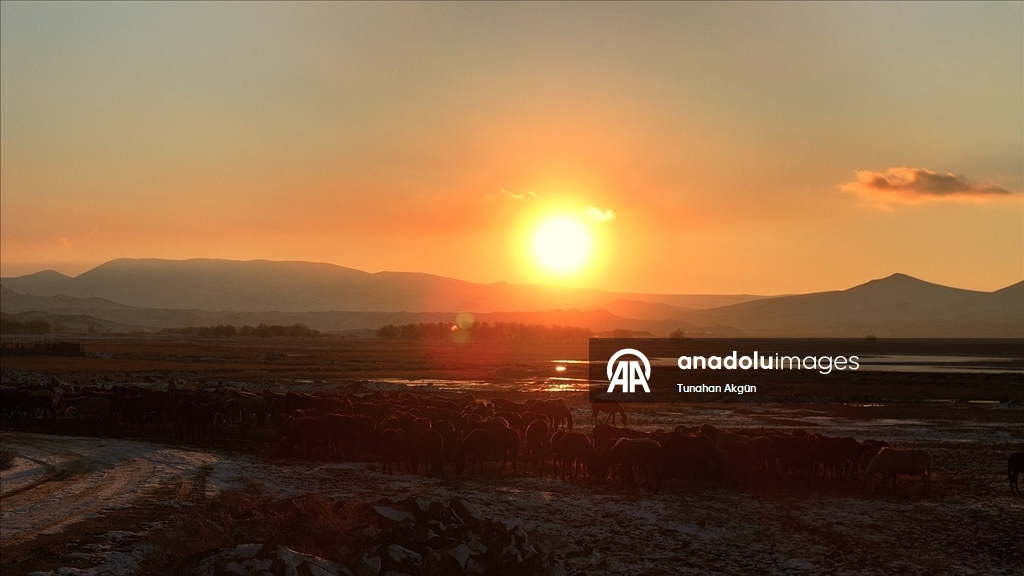 Hürmetçi Sazlığı'ndaki yılkı atları gün batımında dronla görüntülendi