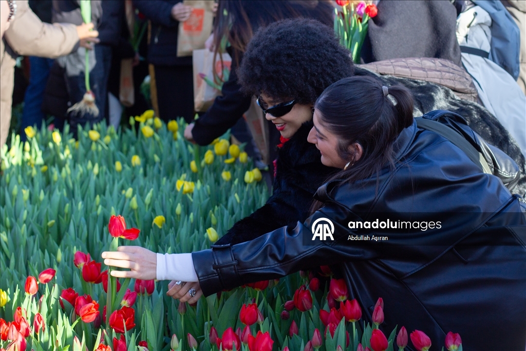 Hollanda’da "Ulusal Lale Günü" etkinliği