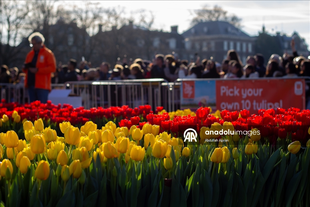 Hollanda’da "Ulusal Lale Günü" etkinliği