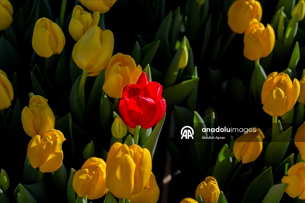 Hollanda’da "Ulusal Lale Günü" etkinliği