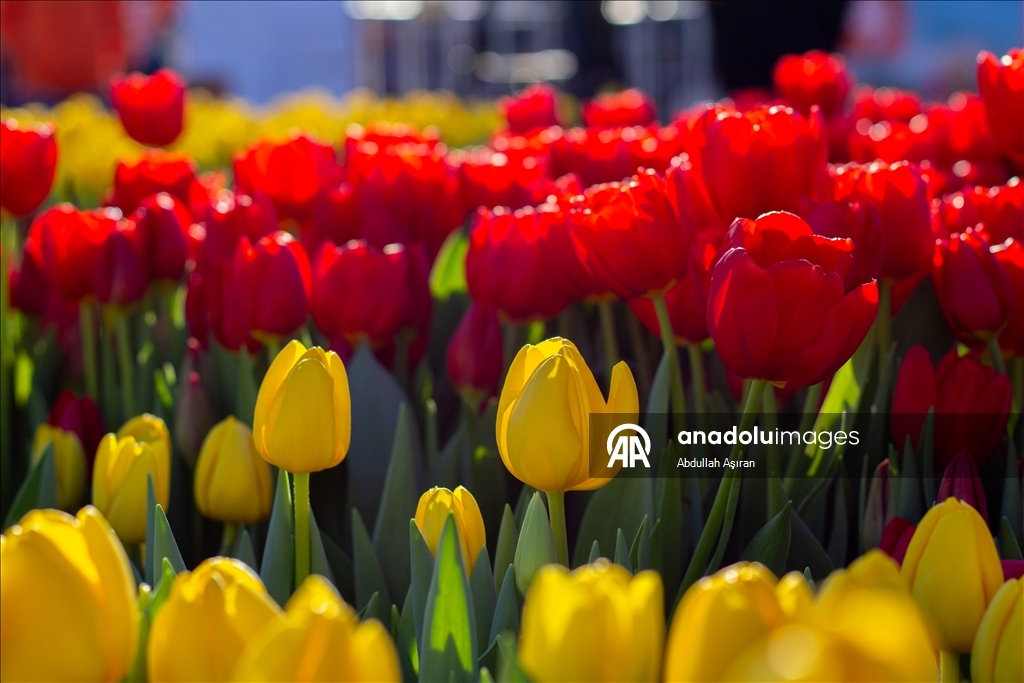 Hollanda’da "Ulusal Lale Günü" etkinliği