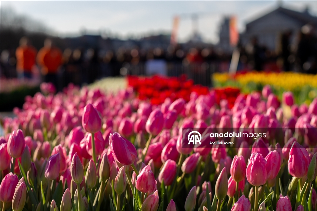 Hollanda’da "Ulusal Lale Günü" etkinliği