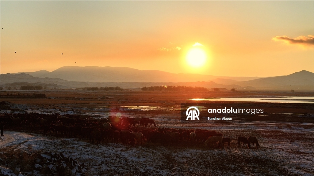 Hürmetçi Sazlığı'ndaki yılkı atları gün batımında dronla görüntülendi