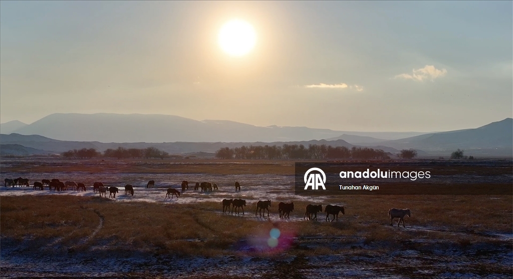 Hürmetçi Sazlığı'ndaki yılkı atları gün batımında dronla görüntülendi