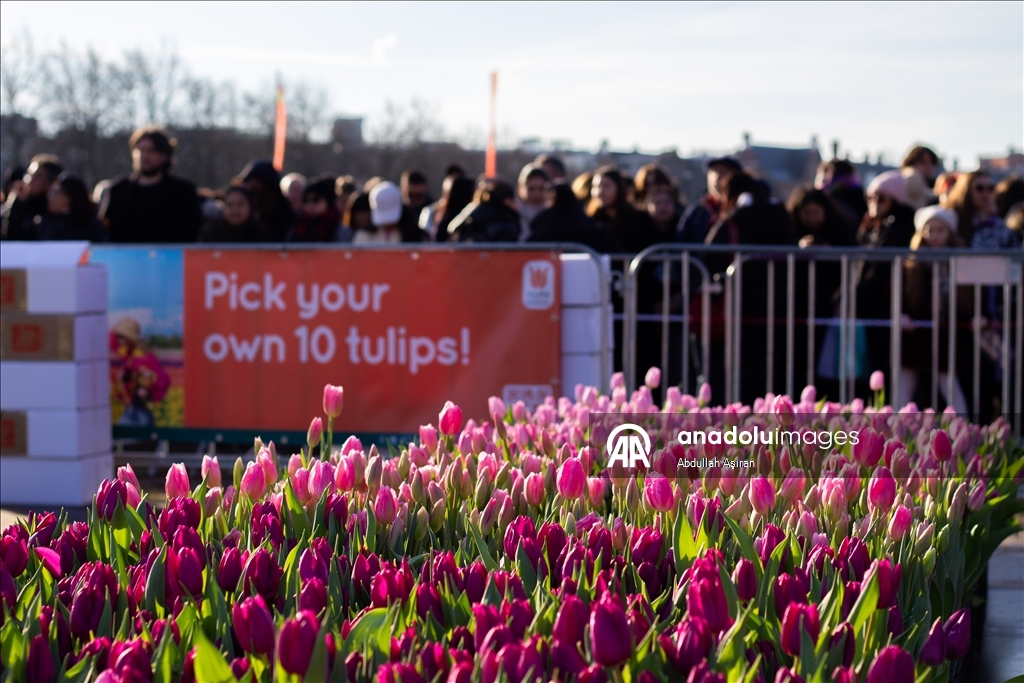 Hollanda’da "Ulusal Lale Günü" etkinliği