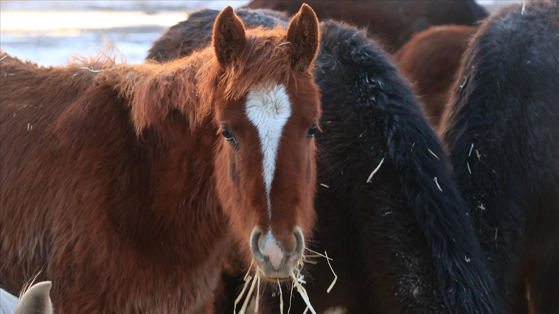 Hürmetçi Sazlığı'ndaki yılkı atları gün batımında dronla görüntülendi