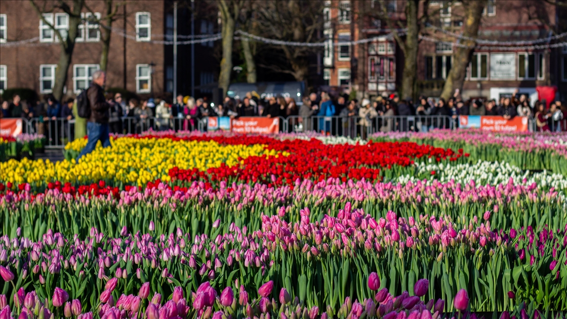 Hollanda’da "Ulusal Lale Günü" etkinliği
