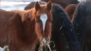 Hürmetçi Sazlığı'ndaki yılkı atları gün batımında dronla görüntülendi