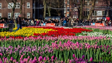 Hollanda’da "Ulusal Lale Günü" etkinliği