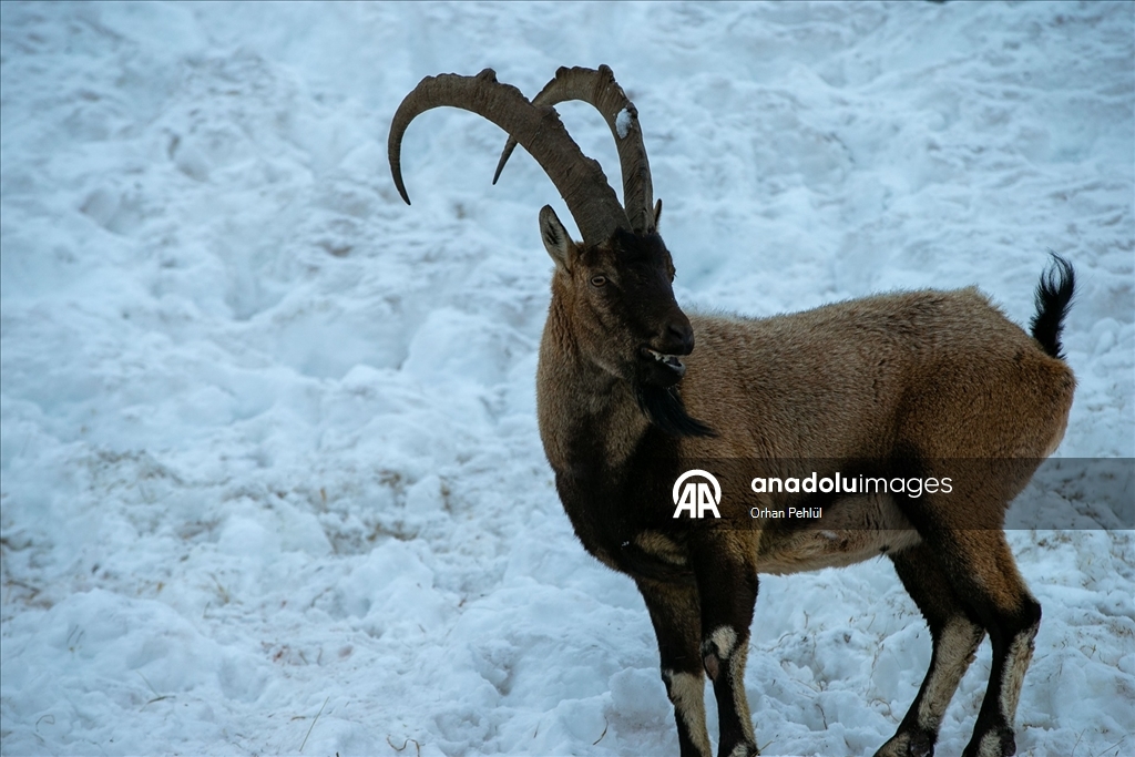 Adıyaman'da dağ keçileri için yem bırakıldı