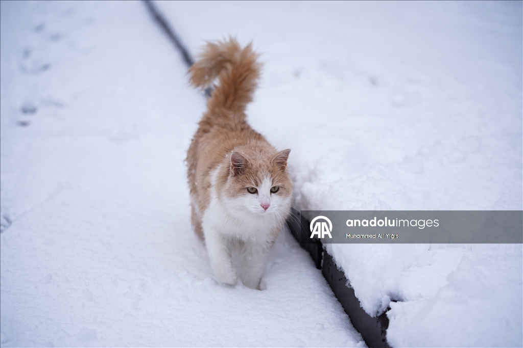 Snowfall in Turkiye's Istanbul