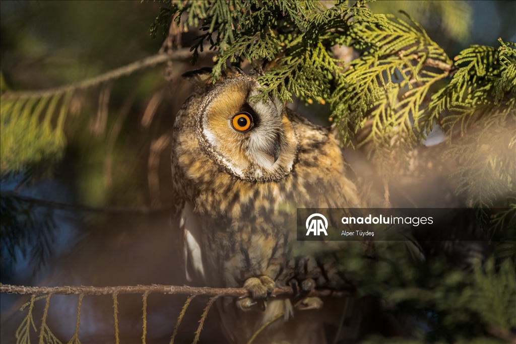 Van kırsalında kulaklı orman baykuşları kışı birlikte geçiriyor