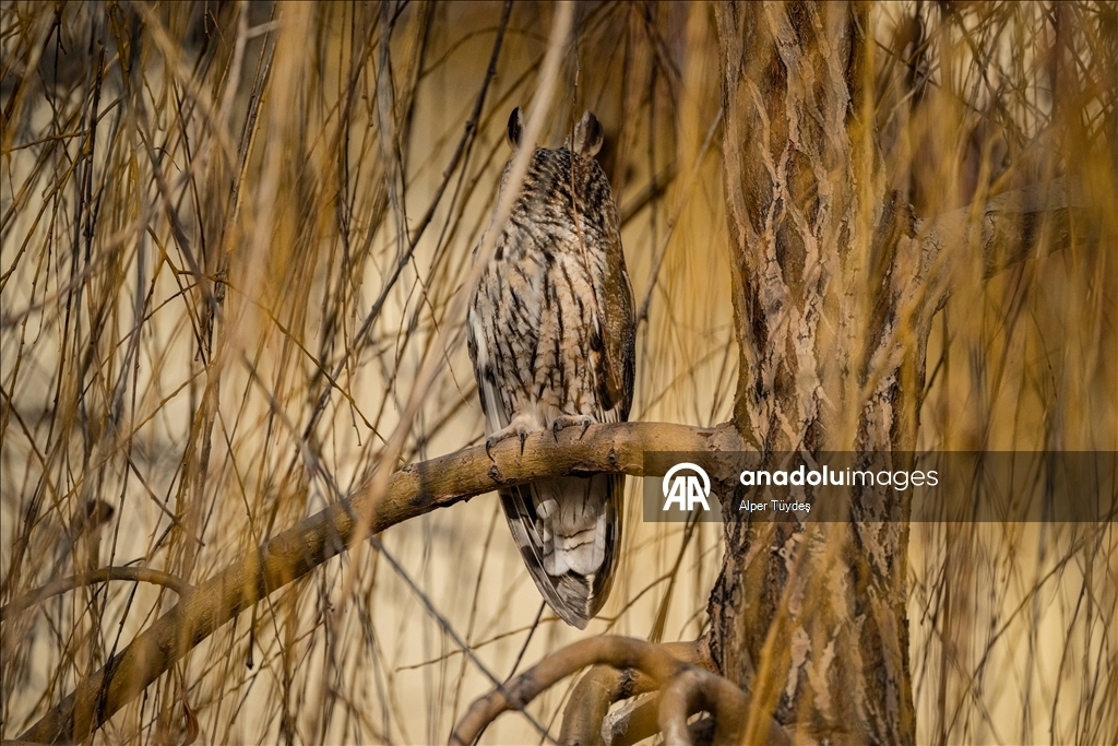 Van kırsalında kulaklı orman baykuşları kışı birlikte geçiriyor