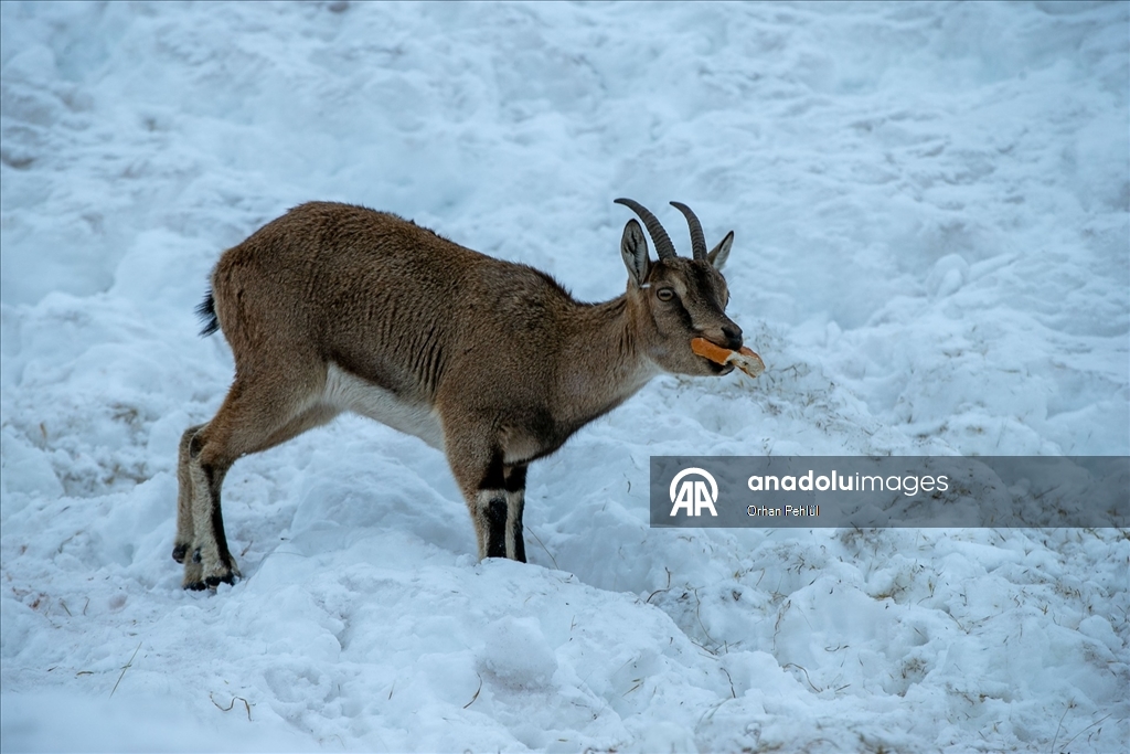 Adıyaman'da dağ keçileri için yem bırakıldı