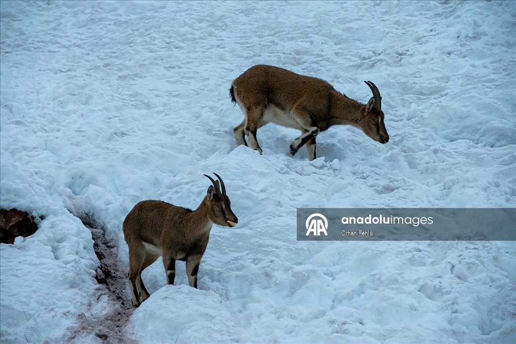 Adıyaman'da dağ keçileri için yem bırakıldı