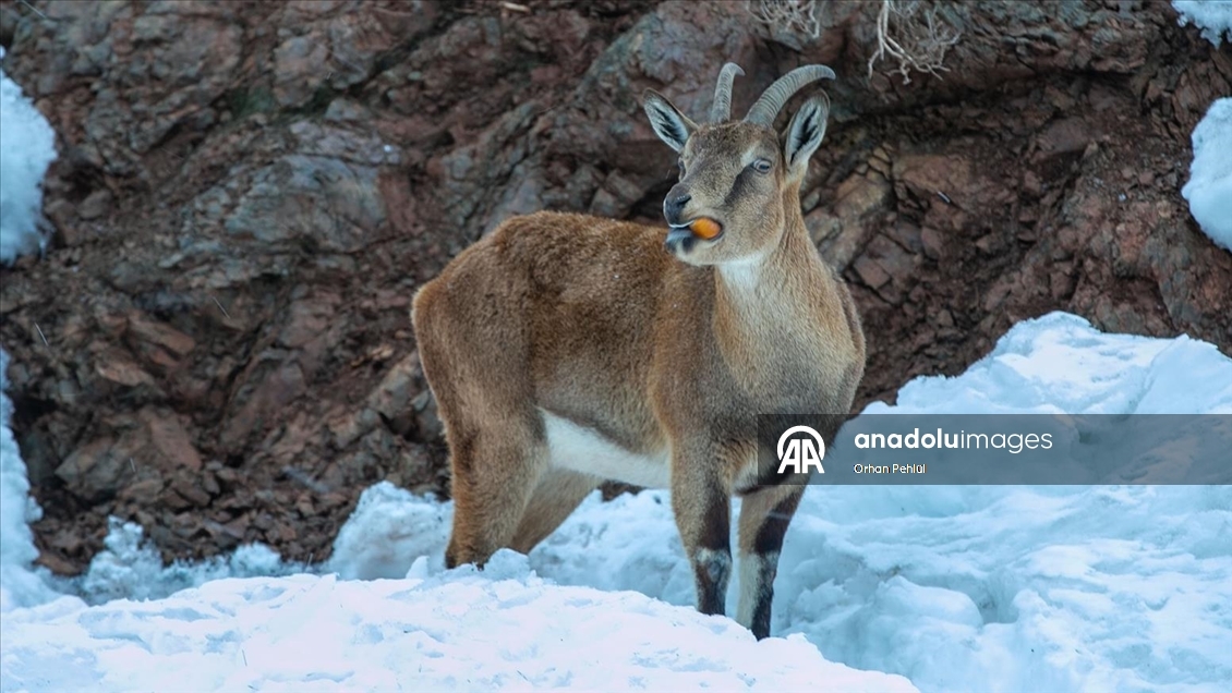 Adıyaman'da dağ keçileri için yem bırakıldı