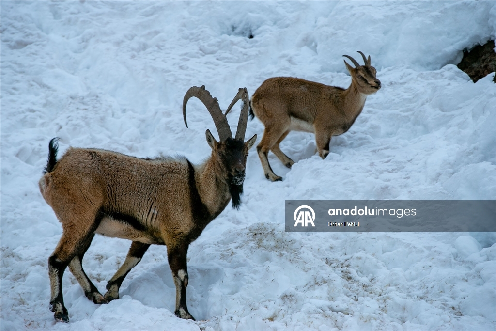 Adıyaman'da dağ keçileri için yem bırakıldı