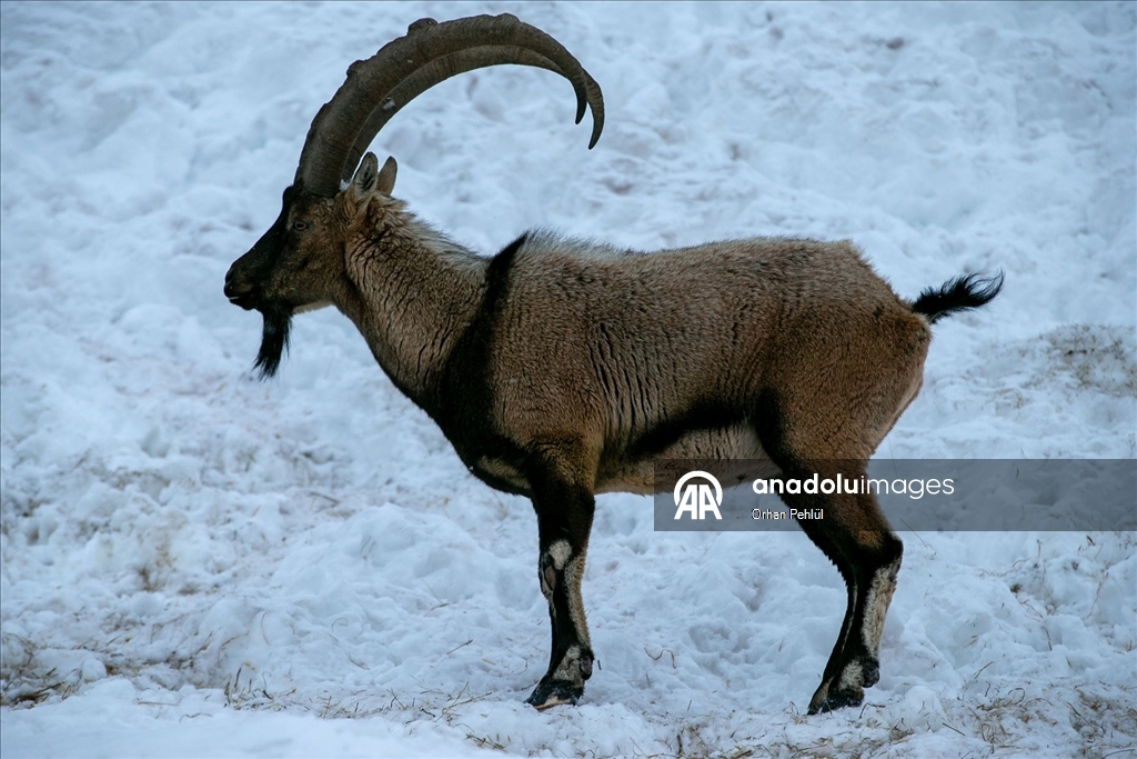 Adıyaman'da dağ keçileri için yem bırakıldı