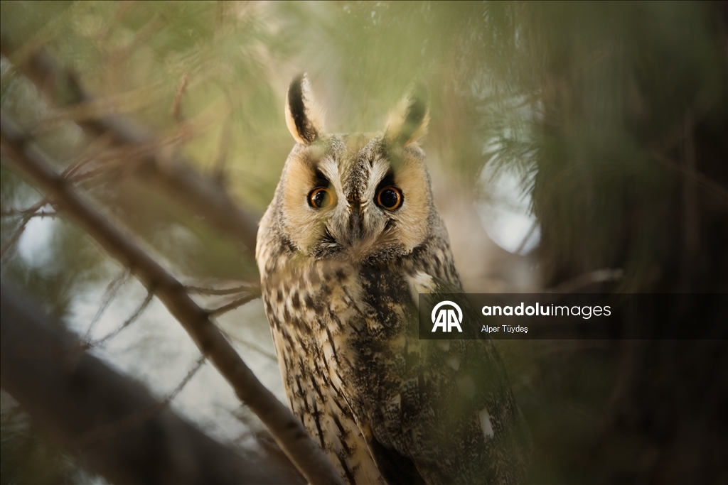 Van kırsalında kulaklı orman baykuşları kışı birlikte geçiriyor