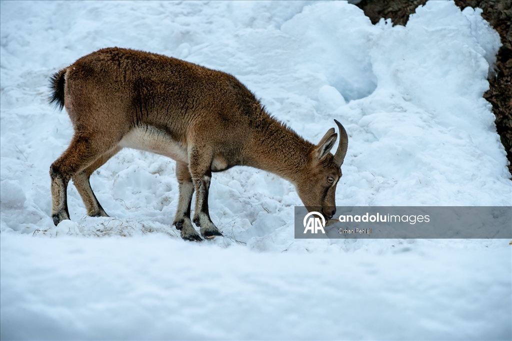 Adıyaman'da dağ keçileri için yem bırakıldı