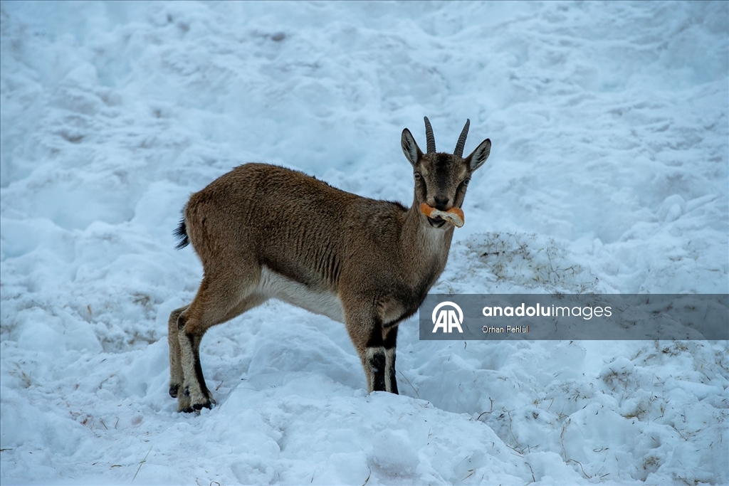 Adıyaman'da dağ keçileri için yem bırakıldı