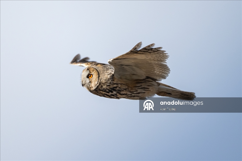 Van kırsalında kulaklı orman baykuşları kışı birlikte geçiriyor