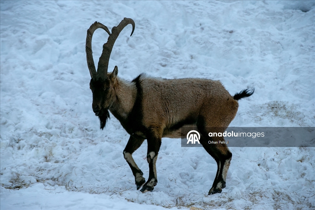 Adıyaman'da dağ keçileri için yem bırakıldı