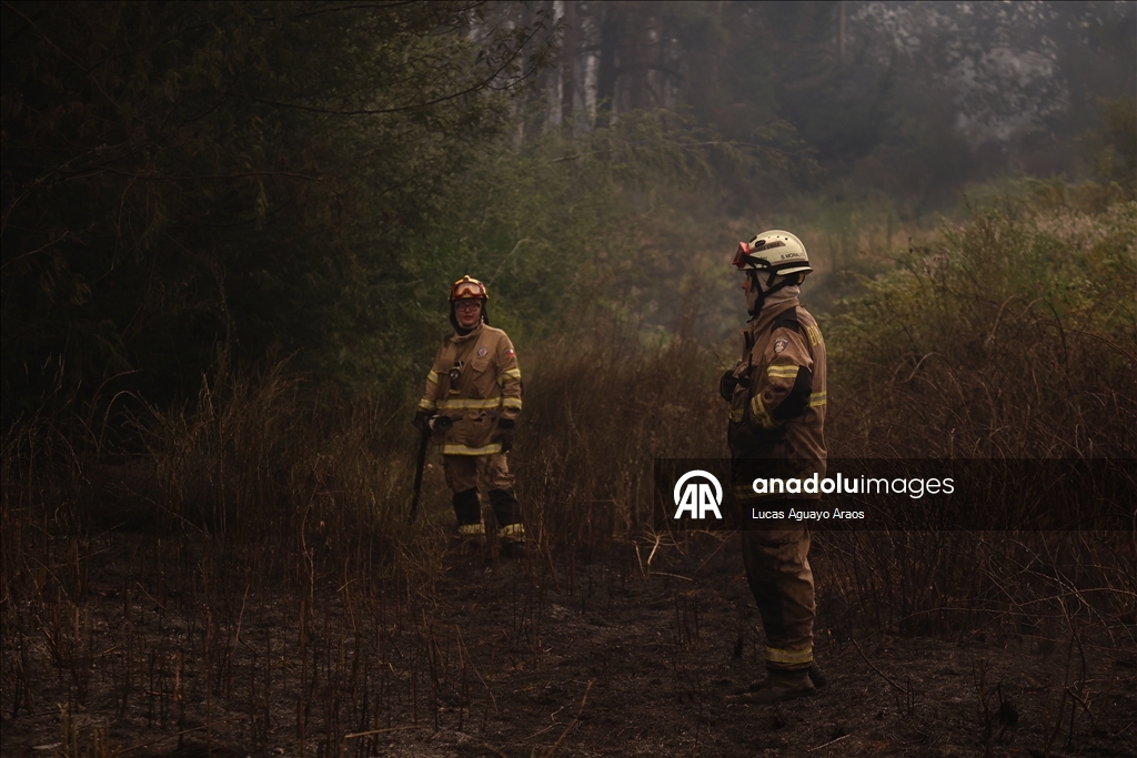 Жертвами лесных пожаров в Чили стали не менее 19 человек