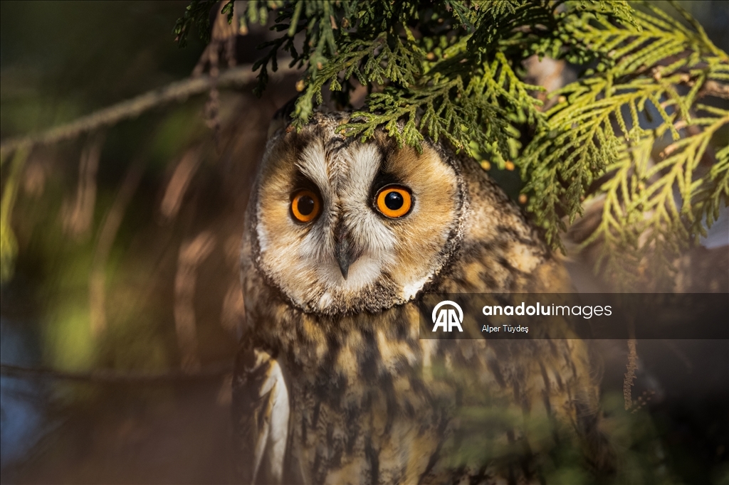 Van kırsalında kulaklı orman baykuşları kışı birlikte geçiriyor