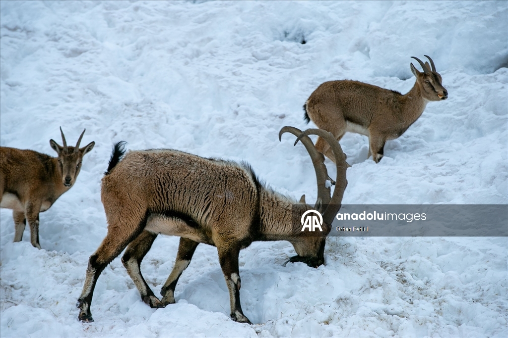 Adıyaman'da dağ keçileri için yem bırakıldı