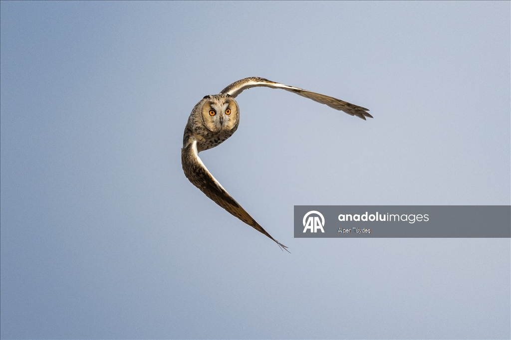 Van kırsalında kulaklı orman baykuşları kışı birlikte geçiriyor