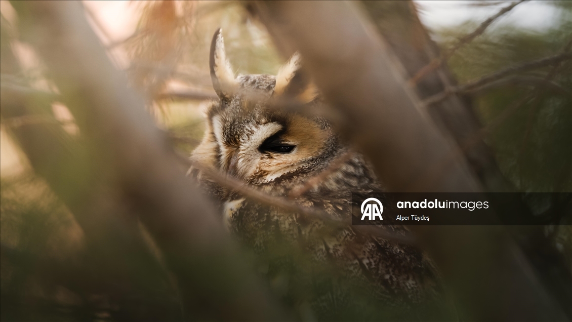 Van kırsalında kulaklı orman baykuşları kışı birlikte geçiriyor