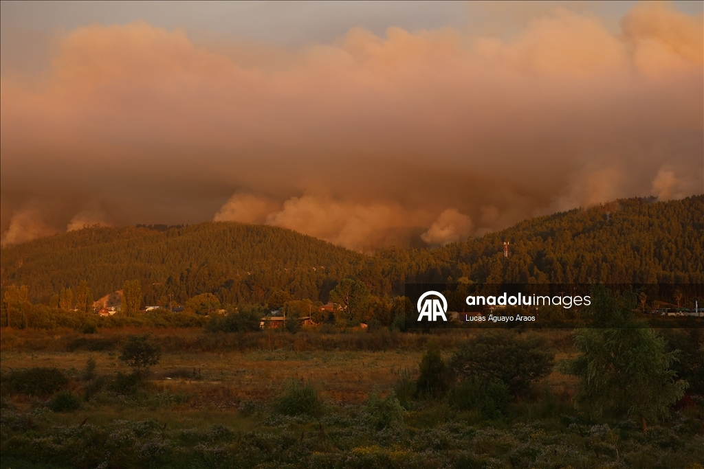 Жертвами лесных пожаров в Чили стали не менее 19 человек