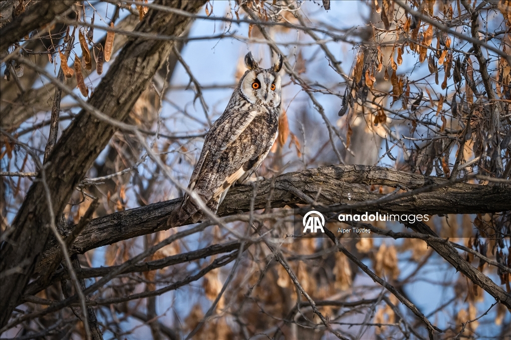 Van kırsalında kulaklı orman baykuşları kışı birlikte geçiriyor