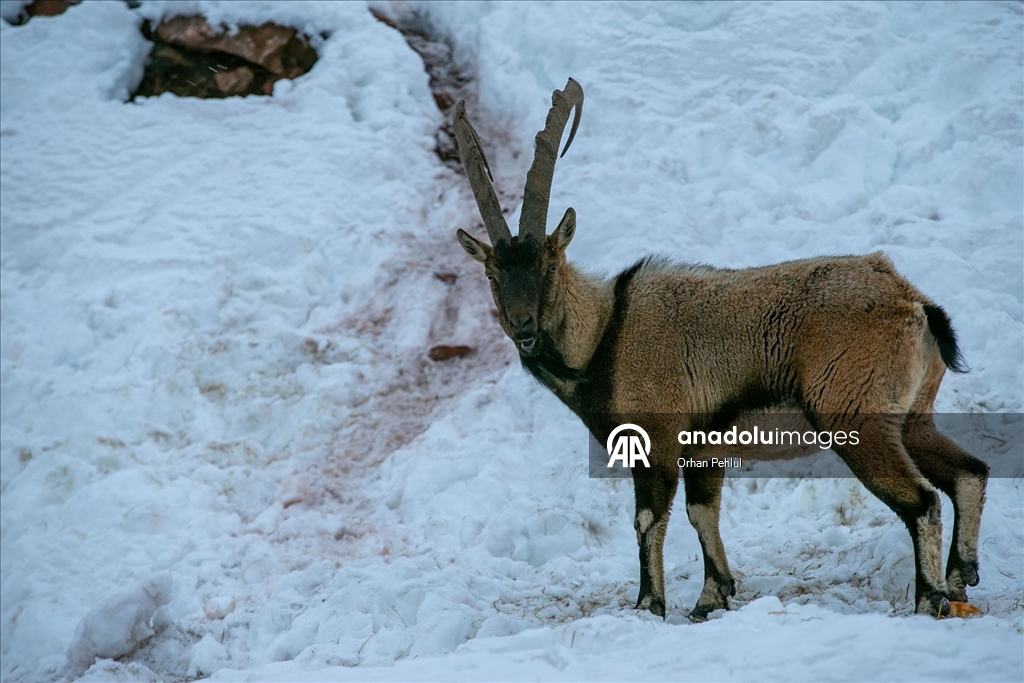 Adıyaman'da dağ keçileri için yem bırakıldı