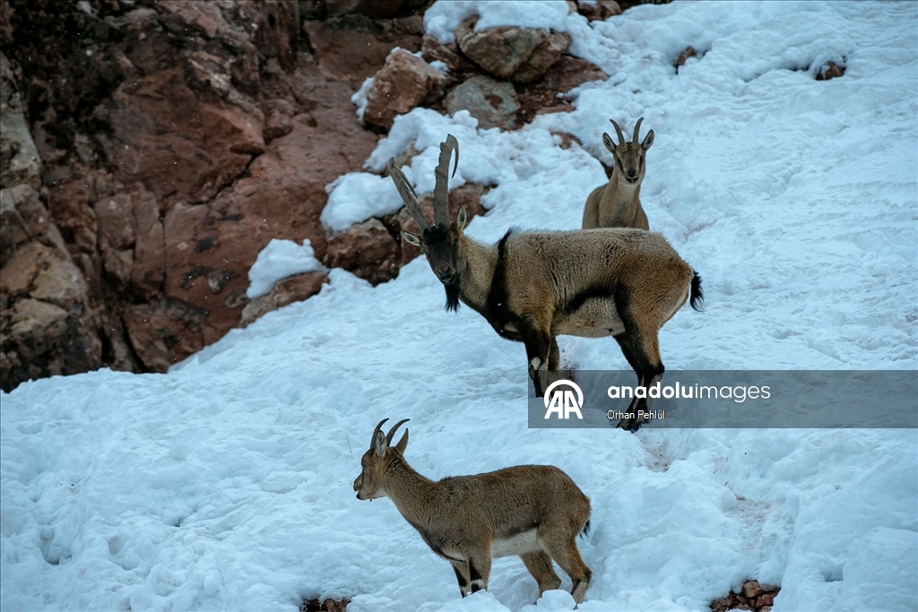 Adıyaman'da dağ keçileri için yem bırakıldı