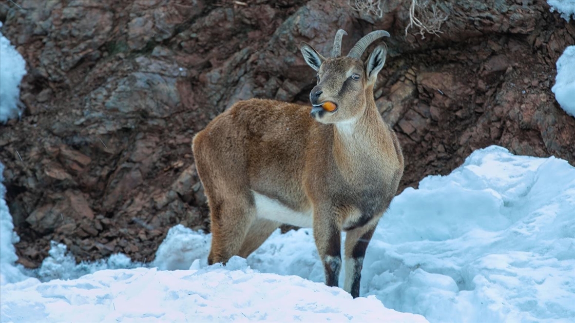 Adıyaman'da dağ keçileri için yem bırakıldı