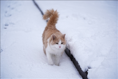 Snowfall in Türkiye's Istanbul