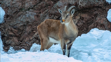 Adıyaman'da dağ keçileri için yem bırakıldı