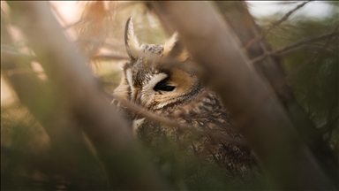 Van kırsalında kulaklı orman baykuşları kışı birlikte geçiriyor